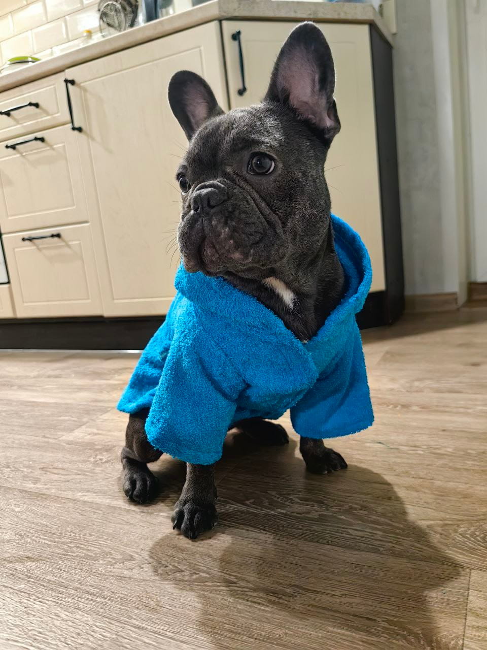 снимок Халат для собак махровый голубой от магазина BIO-TEXTILES ОПТ